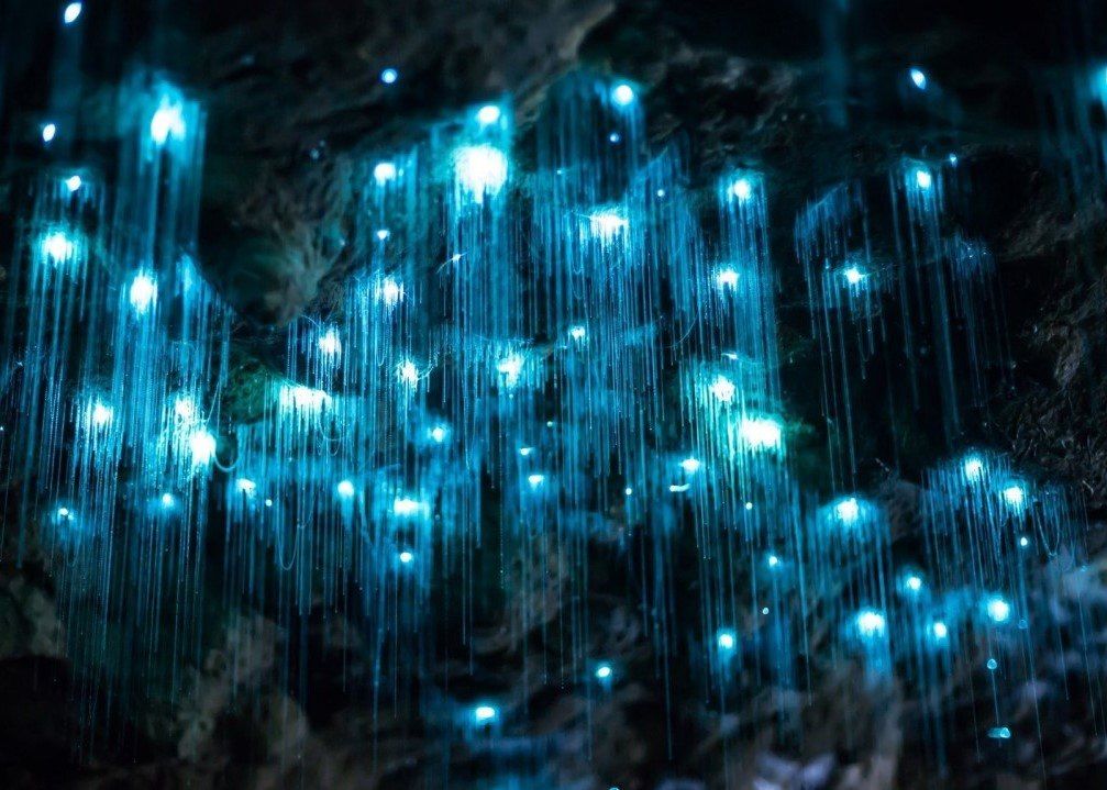 Spellbound Glowworm and Cave Explorer