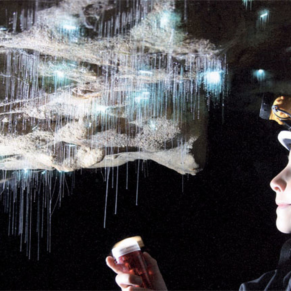Glowworm cave explorer