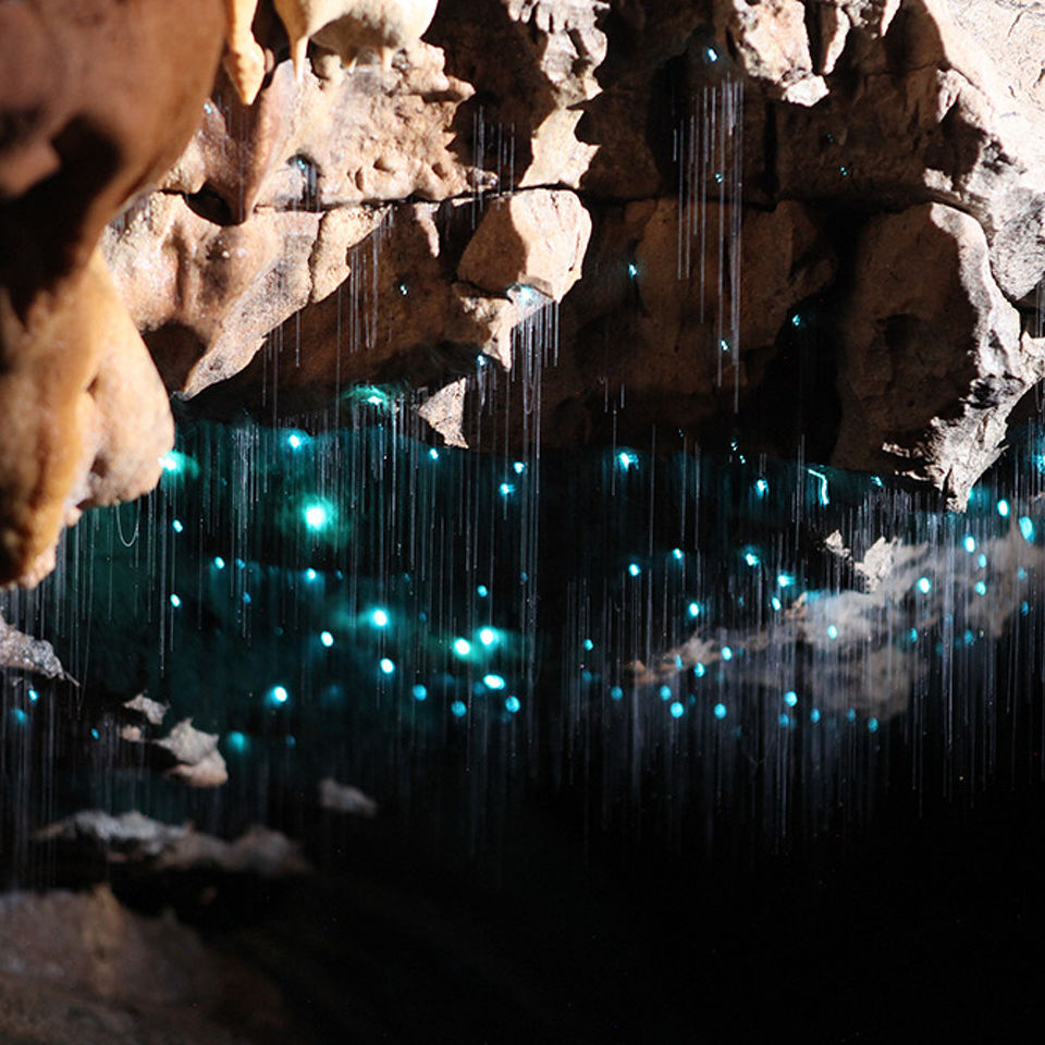 Glowworm cave essential
