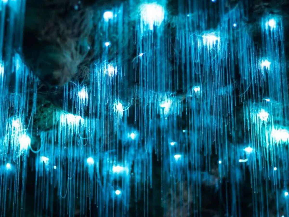 Mangawhitikau Glowworm Cave